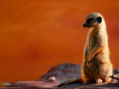 Tapeta National Geographic 547.jpg